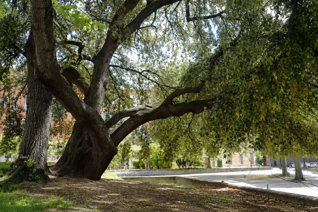 Un très imposant arbre en ville