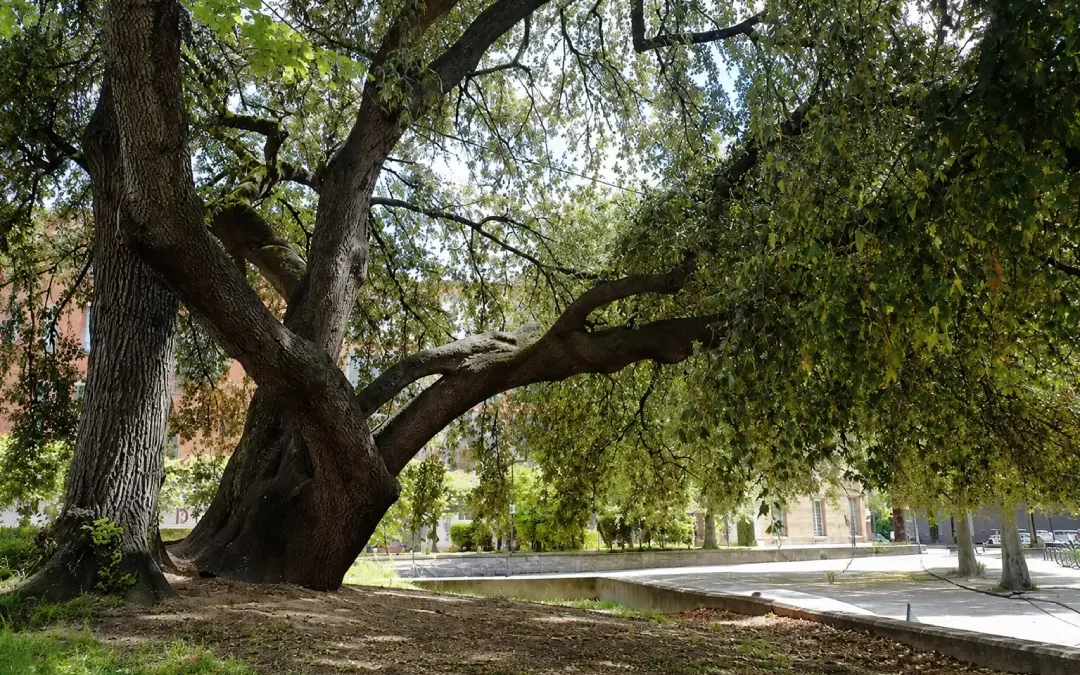 Être un arbre dans la ville