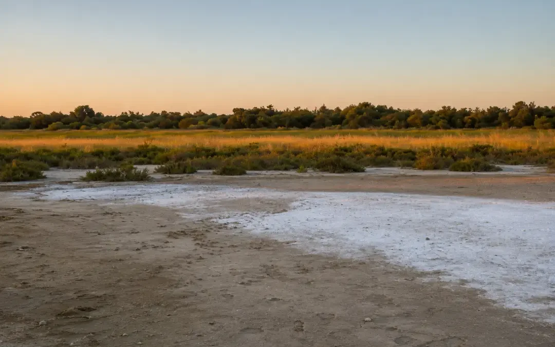 Le bois de Rièges